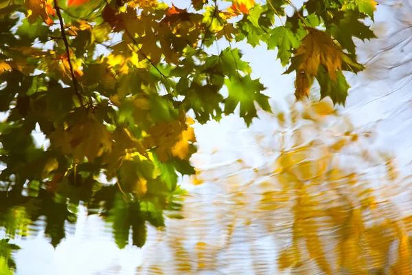 Reflection of autumn leaves in water — Stock Photo, Image