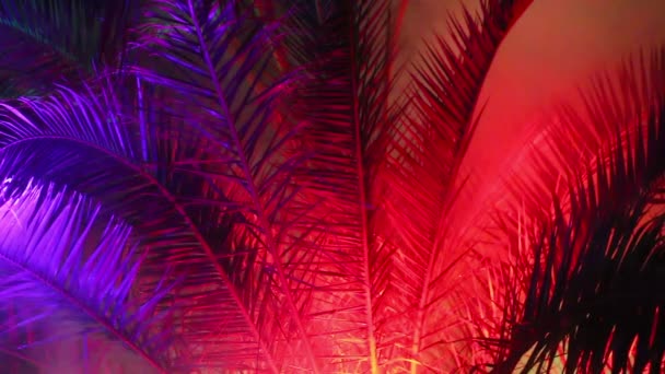 The branches of the palm trees in night illumination — Stock Video