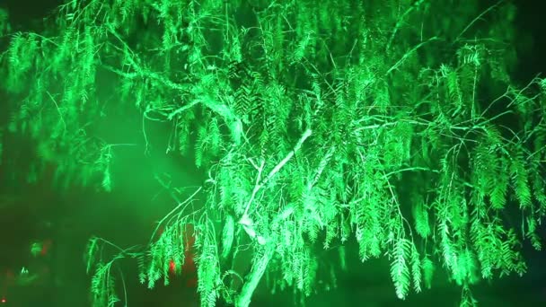 El árbol en la niebla y la iluminación nocturna — Vídeos de Stock