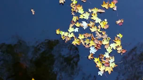 The autumn maple leaves on water — Stock Video