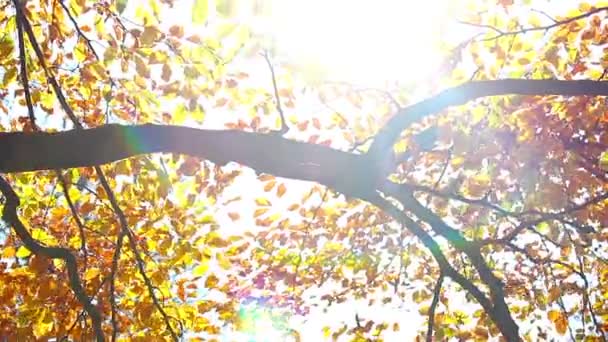 Sunbeam in autumn forest — Stock Video