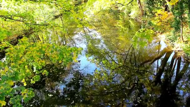 De rivier in herfst bos — Stockvideo