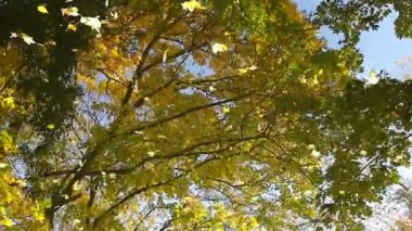 Sonbahar yaprakları su yansıması