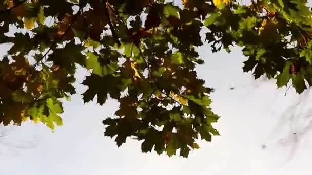 Отражение осенних листьев в воде — стоковое видео