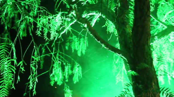 Árbol en niebla e iluminación nocturna — Vídeos de Stock