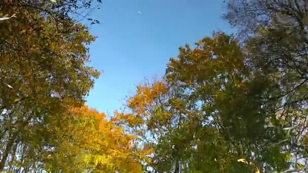 Reflejo de las hojas otoñales en agua — Vídeos de Stock