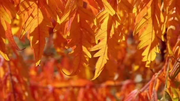 Autumn branches in sunshine — Stock Video