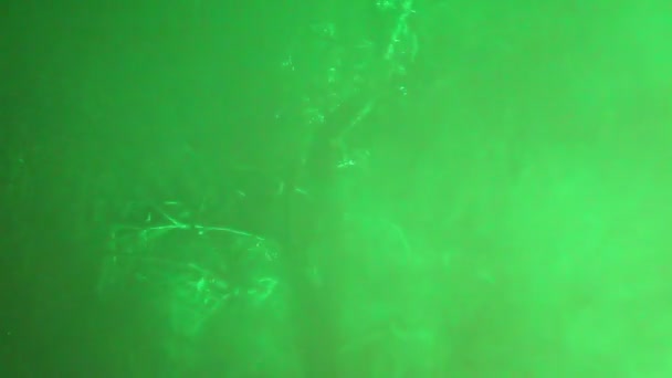 Albero nella nebbia di notte e illuminazione — Video Stock