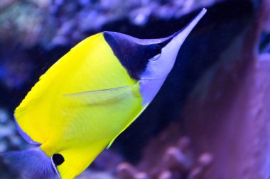 tropikal deniz mercan balık uzun burun kelebek