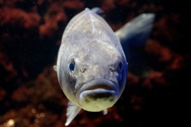 les poissons provenant de l'avant sous l'eau