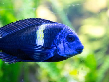 Balık Akvaryum camın arkasından