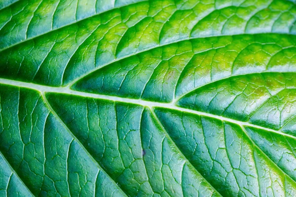 Superfície de fundo de uma folha verde — Fotografia de Stock