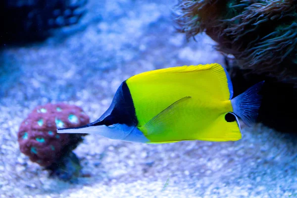 Coral peixe amarelo longo nariz borboleta no mar tropical — Fotografia de Stock
