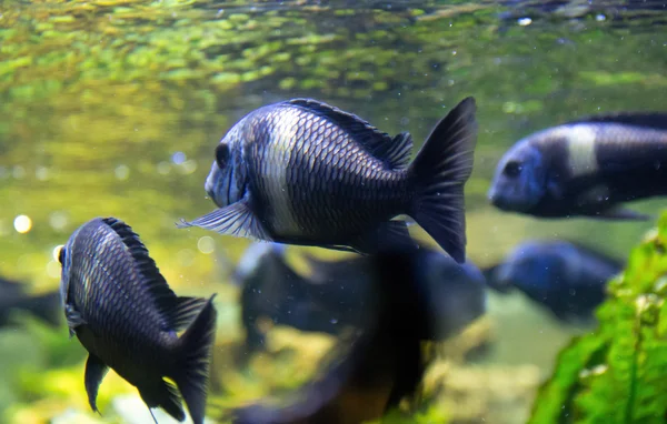 Vissen onder water in het zonlicht — Stockfoto