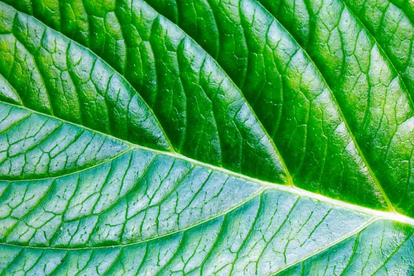 Surface d'une feuille verte — Photo