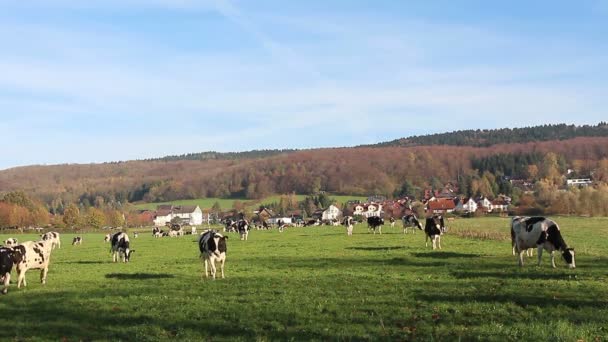 Vacas en pastos — Vídeos de Stock