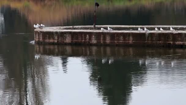 Nehir iskele üzerinde oturan martılar — Stok video