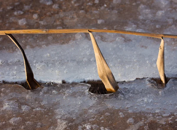 Gras bevroren in het ijs — Stockfoto