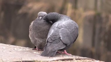 iki cooing güvercin