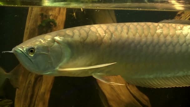 Прісноводні риби в акваріумі — стокове відео