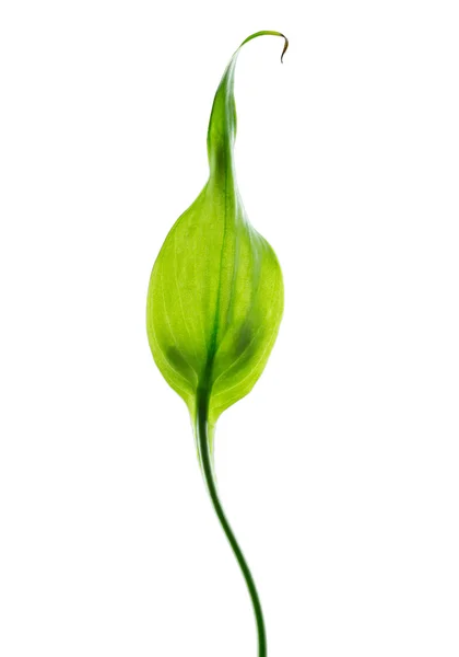 Green leaf on the white background — Stock Photo, Image