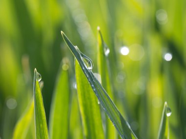  dewdrops güneş yeşil çimenlerin üzerinde