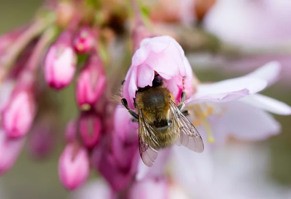 Abelha na primavera flor cereja — Fotografia de Stock