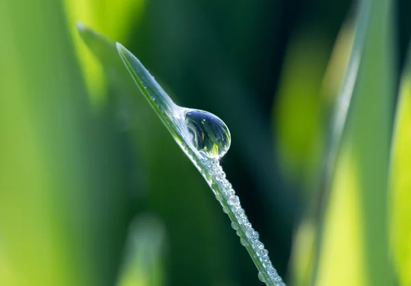 En dewdrop på grönt gräs i solskenet — Stockfoto