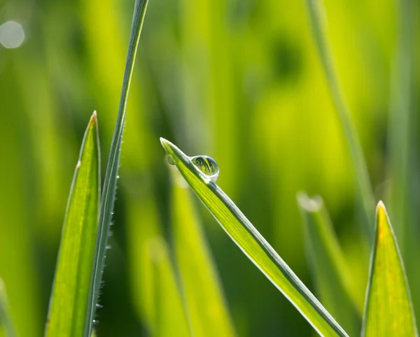 Uma gota de orvalho na grama verde à luz do sol — Fotografia de Stock