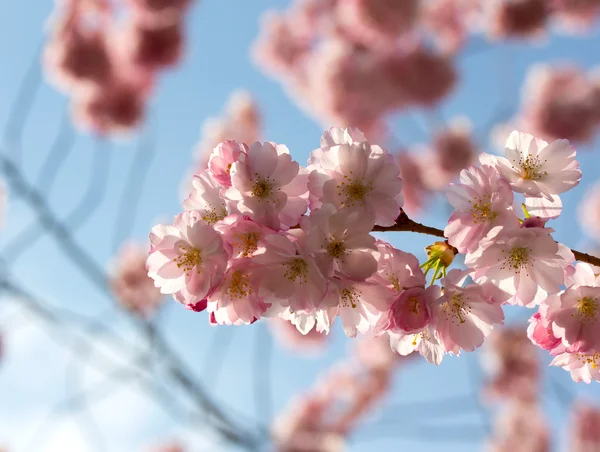 Cherry blossom in the sunlight — Stock Photo, Image