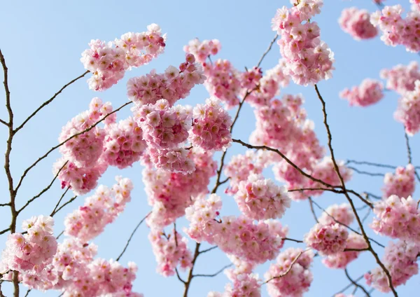Cherry blossom in the sunshine — Stock Photo, Image