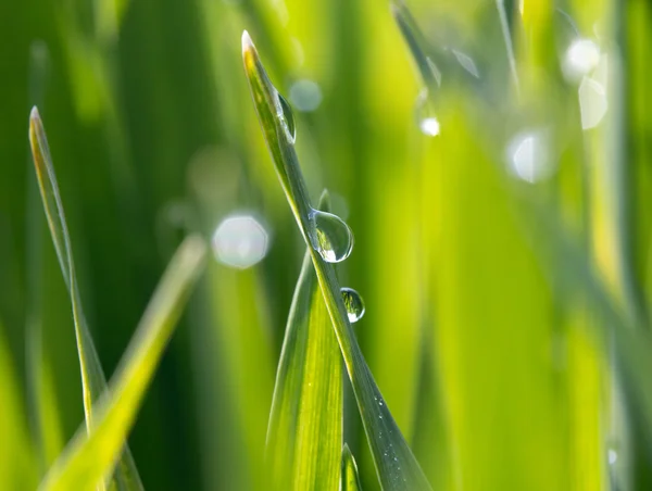 Dewdrops on the green grass in sunlight — Stock Photo, Image