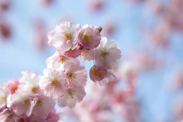 Spring cherry blossom in sunlight — Stock Photo, Image