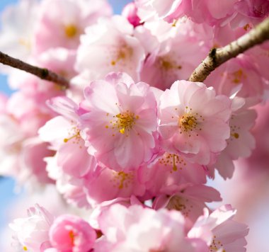 güneş ışığı altında kiraz çiçeği