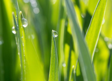  dewdrops güneş ışığı yeşil çim üzerinde