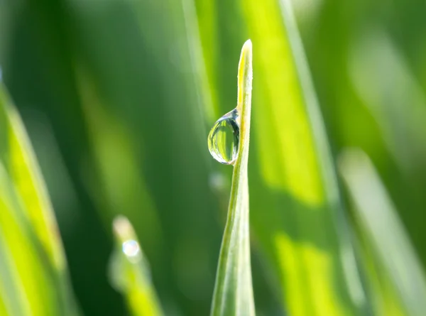 De dauwdruppel op groen gras in de zon — Stockfoto