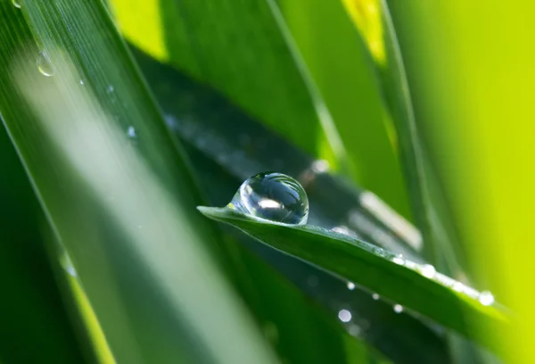 Le gocce di rugiada sull'erba verde sotto il sole — Foto Stock