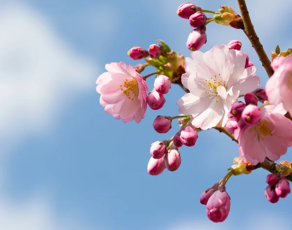 Den vår cherry blossom i solljus — Stockfoto