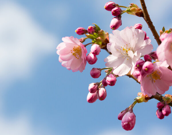 The Spring cherry blossom in the sunlight