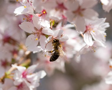  Bahar çiçek kiraz arıya