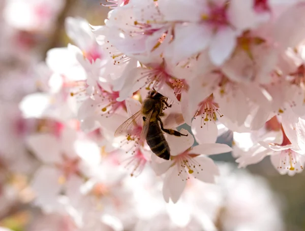 Ape su una ciliegia di fiore di primavera — Foto Stock