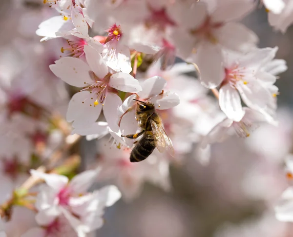 Abelha na primavera flor cereja — Fotografia de Stock