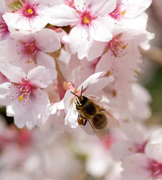Μέλισσα πάνω λουλούδι την άνοιξη του κερασιού — Φωτογραφία Αρχείου