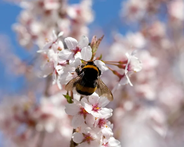 Bumblebee on the spring flower cherry — Stock Photo, Image