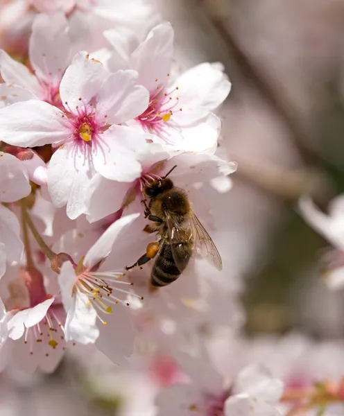 Μέλισσα σε άνοιξη λουλούδι των κερασιών — Φωτογραφία Αρχείου