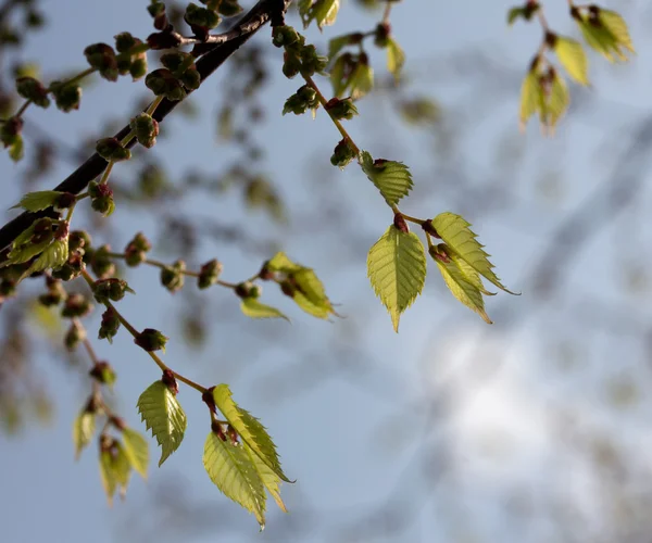 新鮮な春の空に対して葉します。 — ストック写真