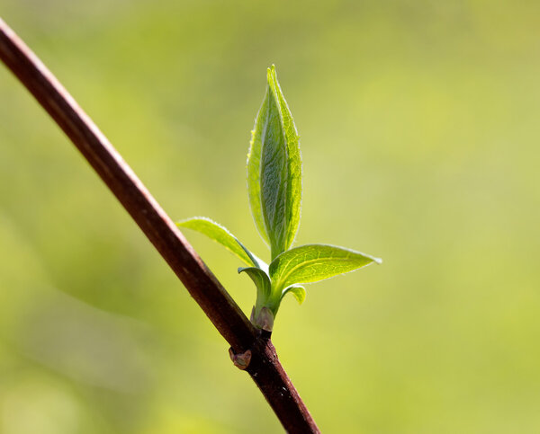  fresh spring leaves in the sunlight