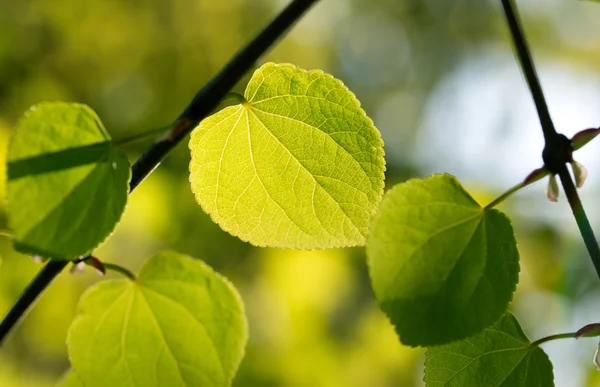 The spring leaves in the sunlight — Stock Photo, Image