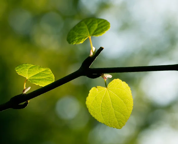 The fresh spring leaves in sunlight — Stock Photo, Image