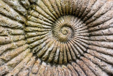 fosil Ammonit bir taş içinde arka